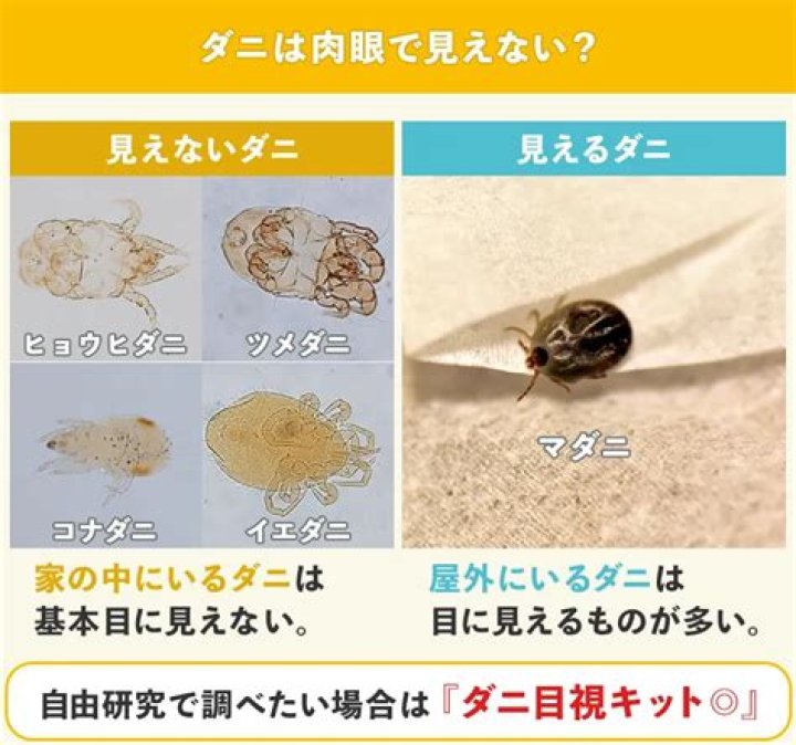 寝具まわりでダニの気配を確認するイメージ